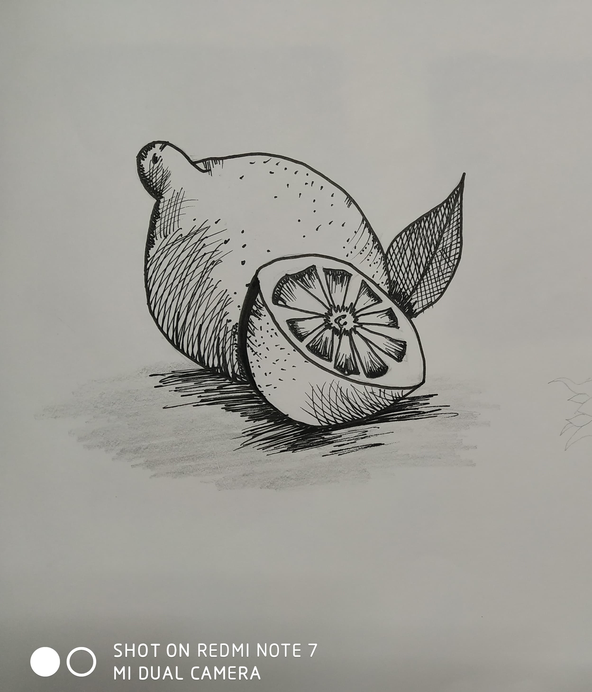 Citrus Study Pencil
