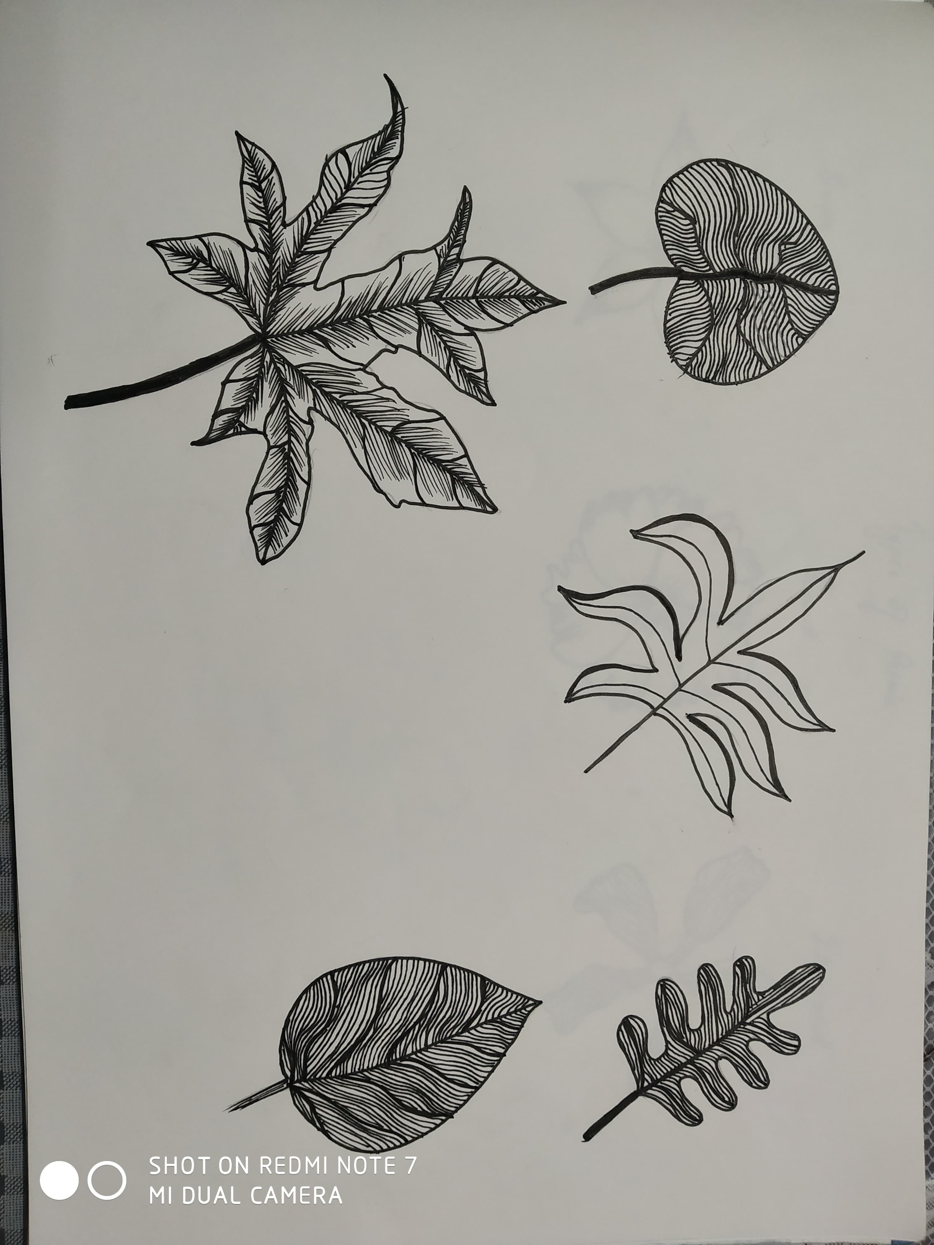 Leaf Studies Ink