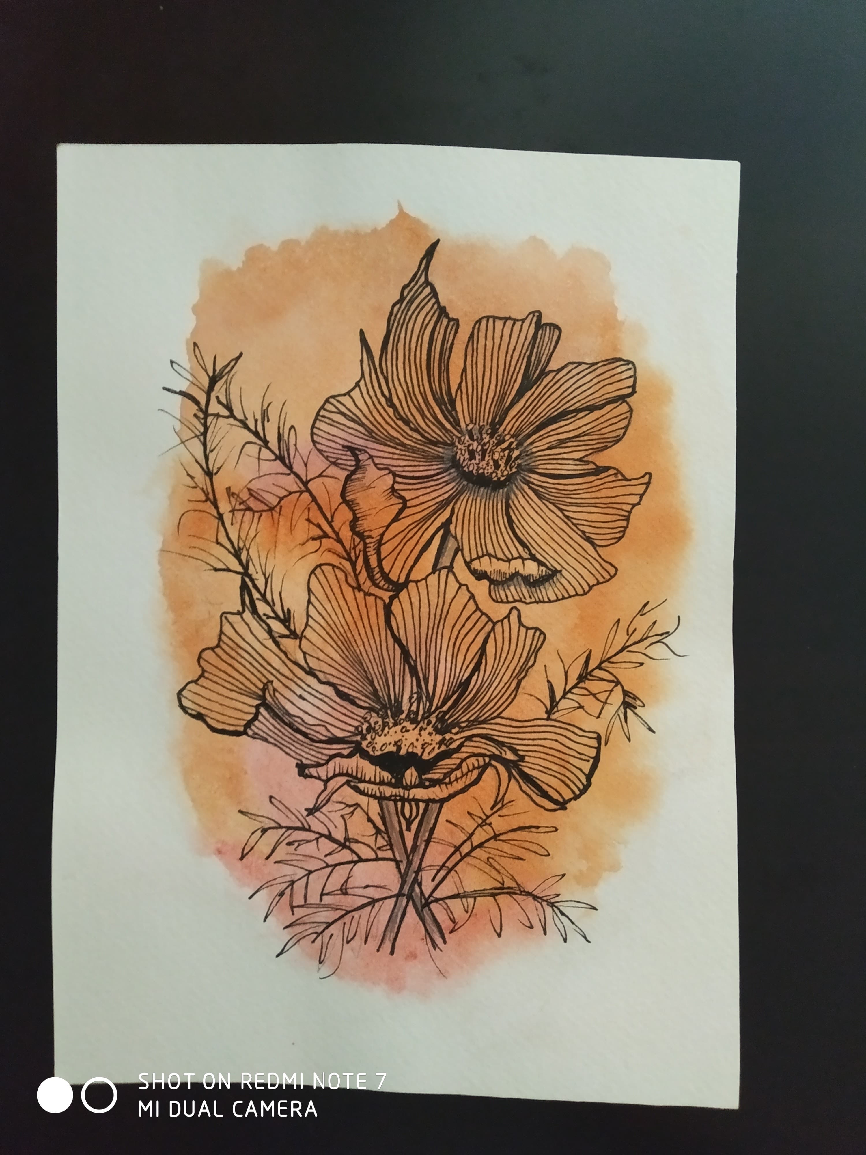 Cosmos Flowers Orange Wash