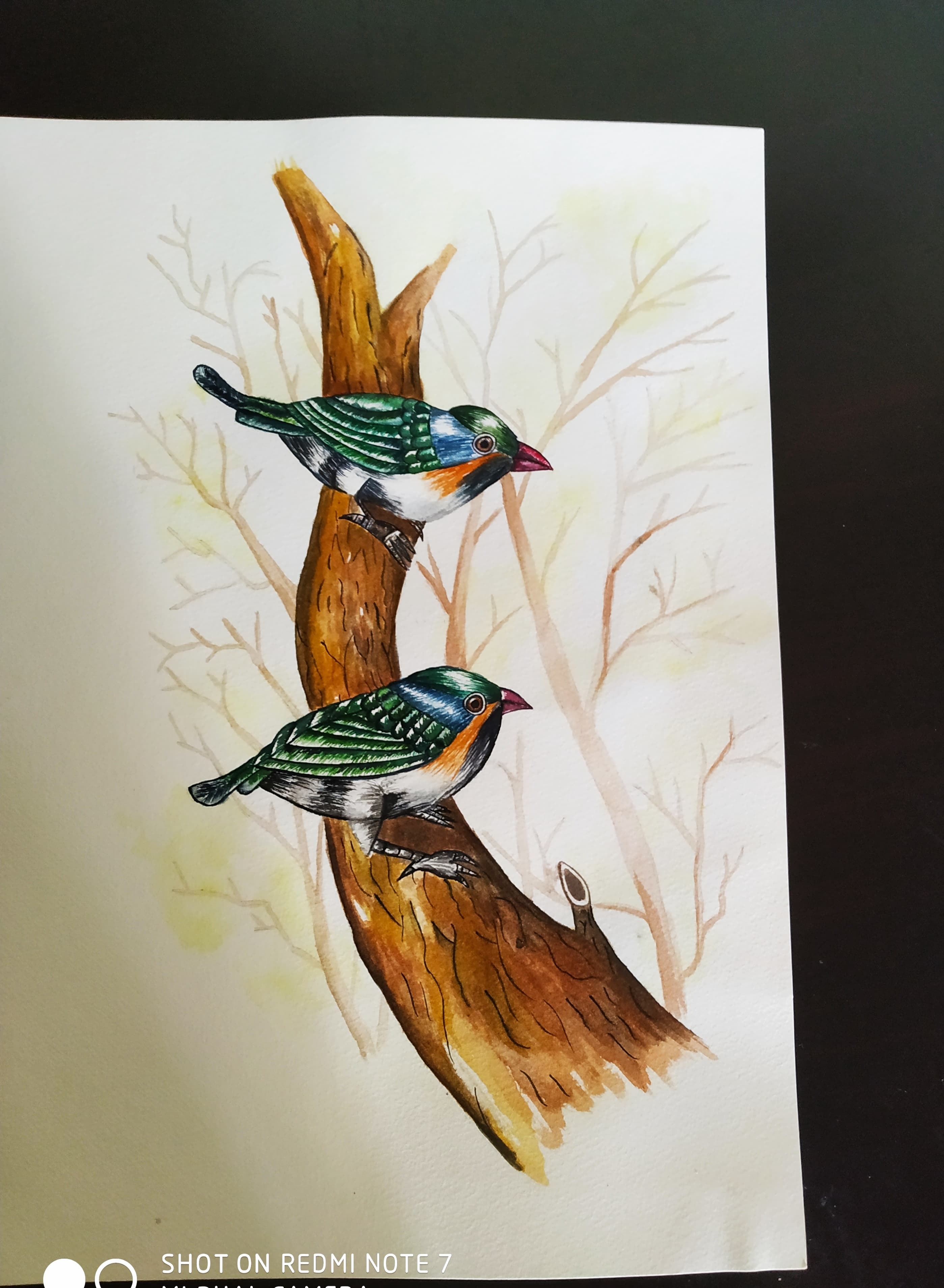 Colorful Finches on Branch